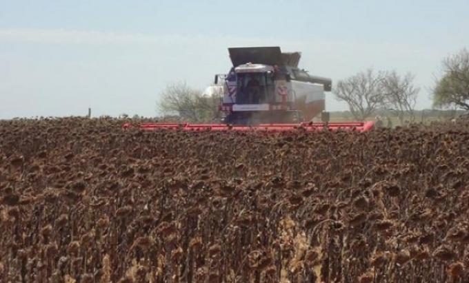 Las 4 recomendaciones para la cosecha de girasol en condiciones adversas