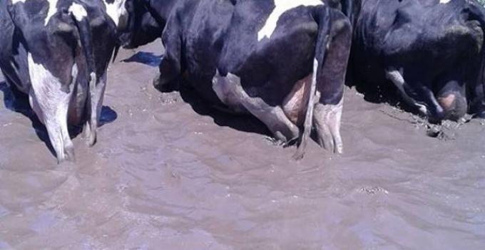 Tamberos piden condonación de deudas e impuestos para productores afectados por desastres climáticos