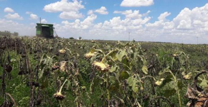 Las lluvias afectaron el rendimiento del girasol en el Sudoeste del Chaco