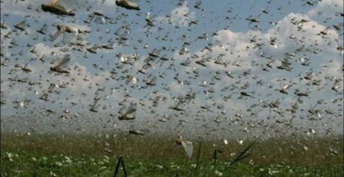 El SENASA refuerza el control de la plaga de langostas en el NOA
