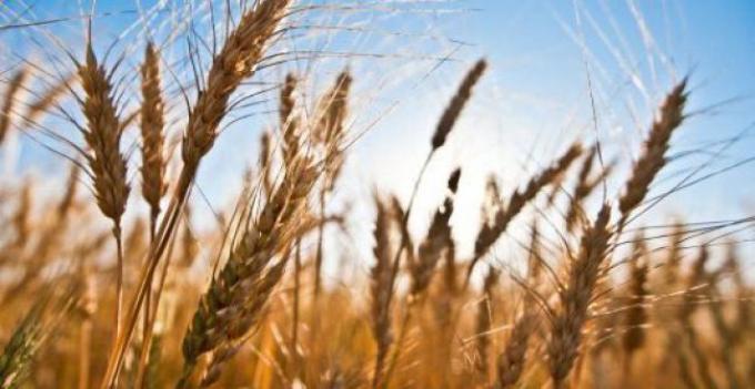 La producción de trigo creció 39%, con una cosecha total de 15 millones de toneladas