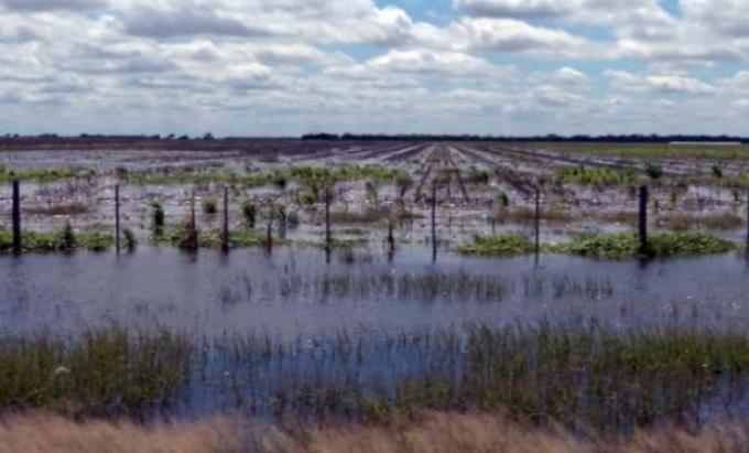 Pérdidas del campo ascenderían ya a 5,2 millones de toneladas