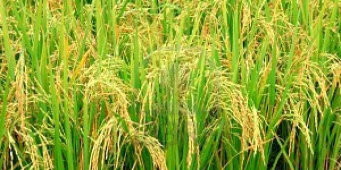 En Entre Ríos el área arrocera se redujo en un 10 por ciento