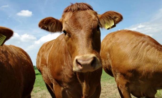 Lanzan nuevas estrategias para combatir las garrapatas en el ganado bovino