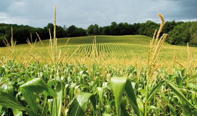 Buscan generar energía con productos del agro