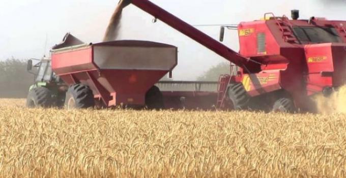 Estiman que este año se exportaría un 15% más de trigo