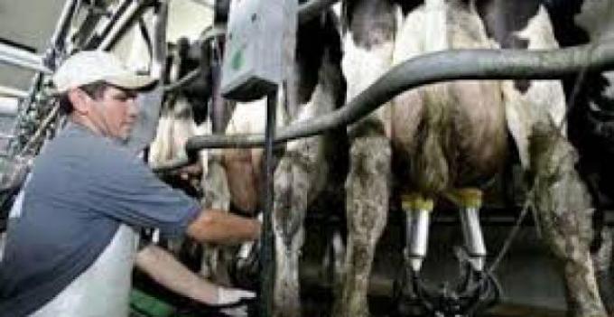 La industria estima que luego de las inundaciones caerá la producción de leche un 20 por ciento