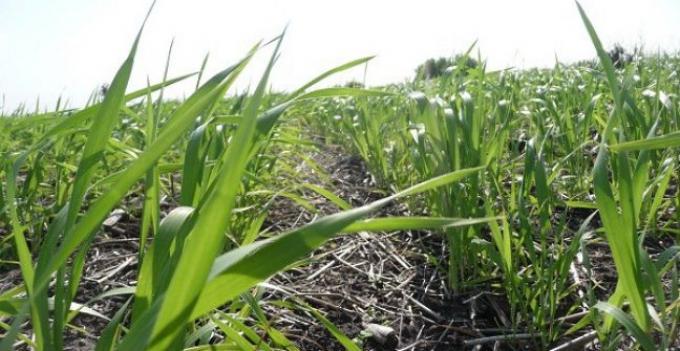 Argentina podría exportar un 15% más de trigo pan que en la campaña anterior