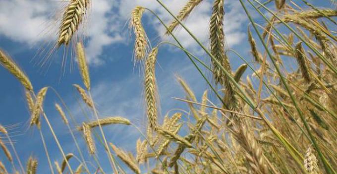 El trigo se destacó por los altos rindes y la calidad industrial