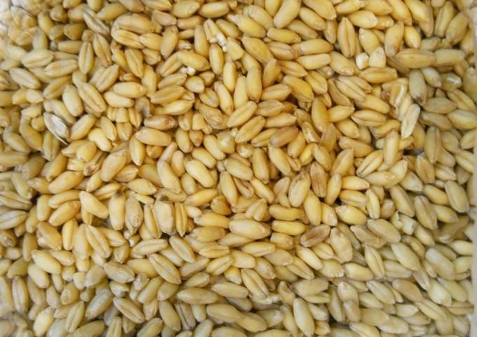 Un negocio minúsculo con precios elevados: las exportaciones argentinas de trigo orgánico alcanzaron valores de hasta 380 u$s/tonelada