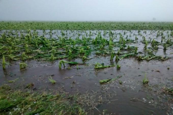 El 20% del maíz de primera se perdió en el centro norte de Santa Fe