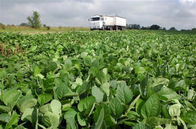 Santa Fe: alentadoras perspectivas para la soja de primera