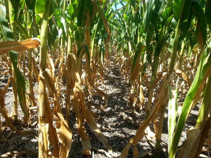 Del maíz a la soja: así están los cultivos en el sudeste bonaerense tras la sequía