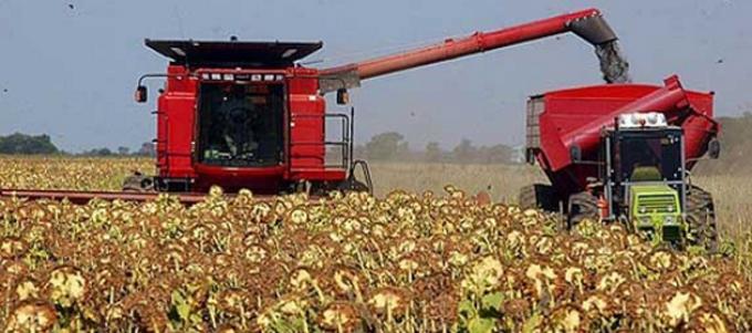 Se cosecharon 530.000 hectáreas de girasol con un rinde medio de 18,6 qq/ha