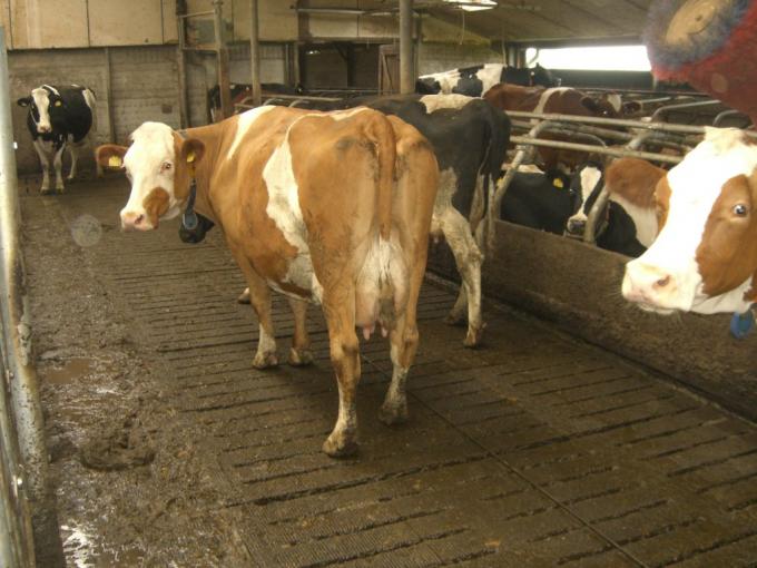 Programa oficial: tamberos holandeses liquidarán 160.000 vacas para reducir el impacto ambiental