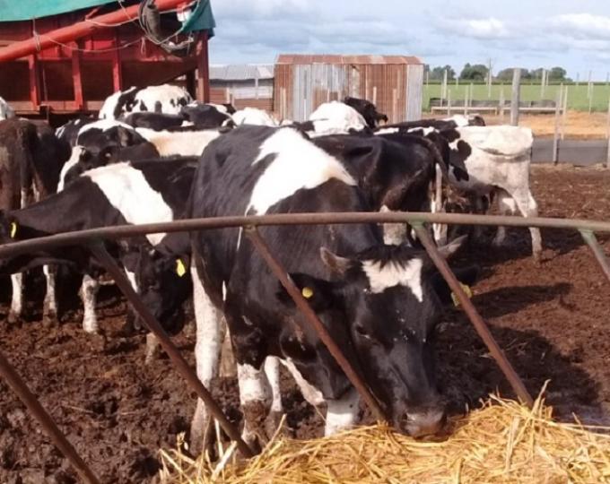 Novedad: el valor de referencia de la leche publicado por el Ministerio de Agroindustria comenzó a funcionar como “precio pizarra”
