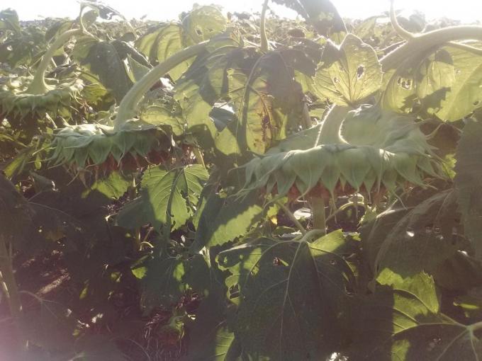 Golazo girasolero en el norte argentino: buenos rindes con precios superiores a los presupuestados en la siembra