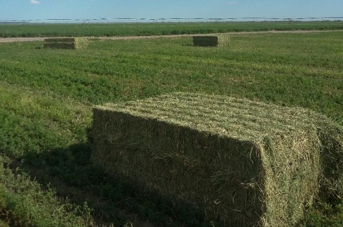 La demanda de fardos de alfalfa de Arabia Saudita va camino a registrar un crecimiento explosivo: una oportunidad para la Argentina (si la sabe aprovechar)
