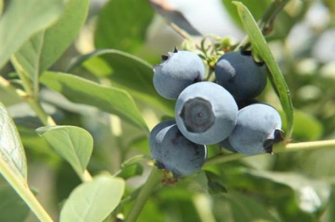 Polémica por una mención de Macri sobre la exportación de arándanos