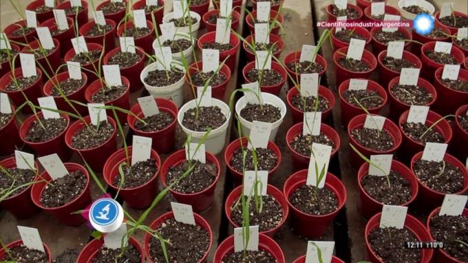 Investigadores del INTA buscan mejorar el perfil nutricional del trigo al incorporar un súpergen proveniente de un pariente silvestre