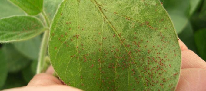Las enfermedades acechan a la soja en el centro norte de Santa Fe