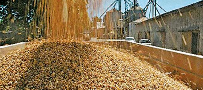 El USDA proyectó aumentos en la producción de trigo y maíz en Argentina