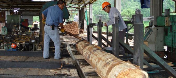 Entre Ríos: senadores buscan reformar la ley que prohíbe exportar madera a Uruguay