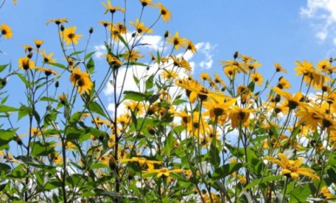 Topinambur: un cultivo rústico que avanza en la Argentina