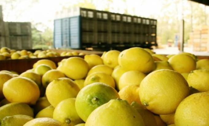 La Argentina quedó a un paso de exportar limones a México