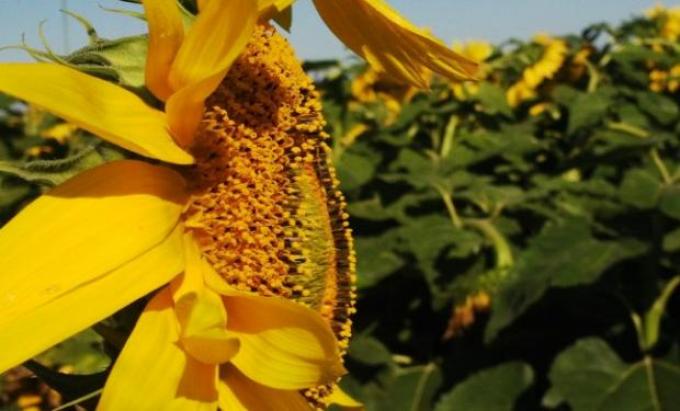 Girasol: se perdieron 65.000 hectáreas