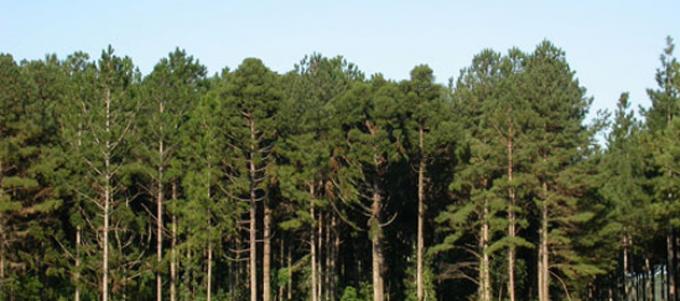 La generación de energía con base forestal podría sextuplicarse