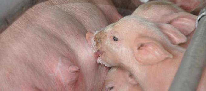 Frenan hasta nuevo aviso la venta de carne porcina de Brasil para consumo
