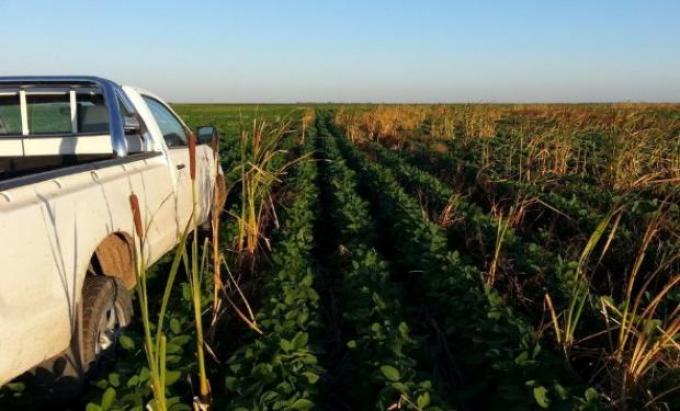 El ingreso neto de divisas generado por la agroindustria superó los 4000 M/u$s en el primer bimestre: porqué la industria automotriz debería dar la gracias