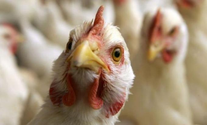 Productores avícolas alertan por la suba de costos y el incumplimiento de medidas