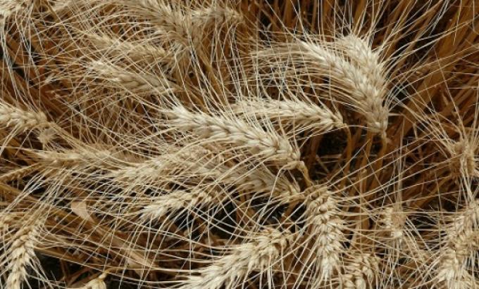 Trigo pan: nueva variedad de alto rendimiento y calidad