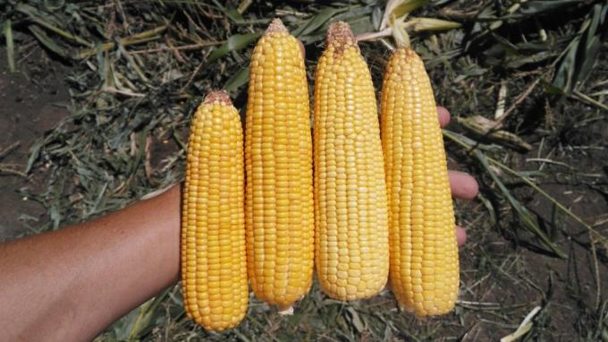 Con el combo integrado por el planchazo del precio del maíz más los altos costos de fletes llegó la revancha para los planteos ganaderos extrapampeanos
