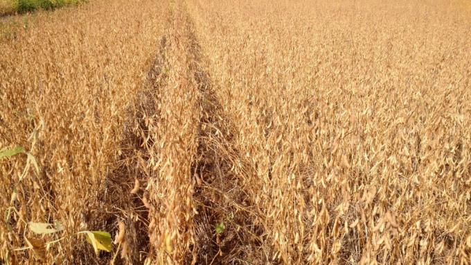 Dale las gracias a la soja: un 25% del presupuesto provincial de obra pública se financia con aportes directos de los productores agrícolas