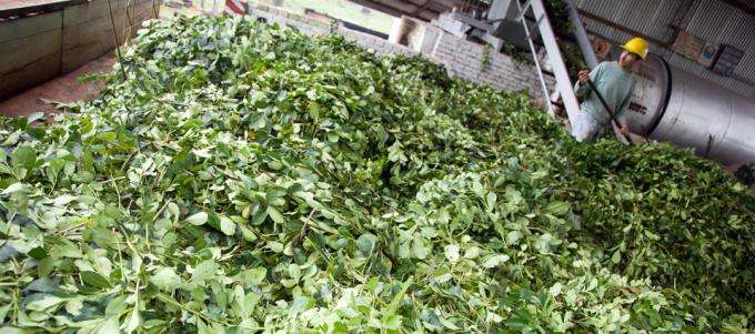 El Ministerio de Agroindustria fijó un nuevo precio para la yerba mate