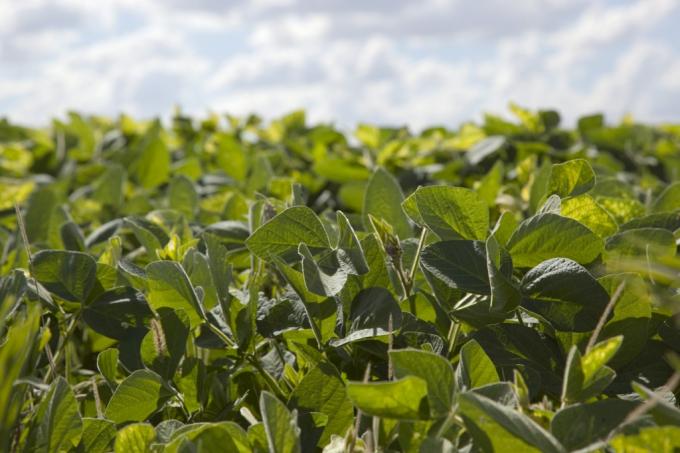 Productores del norte que hayan vendido soja en marzo podrán cobrar una compensación de casi 290 $/tonelada: permite cubrir el 27% del flete a Rosario desde Metán