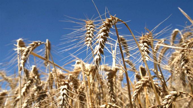 El trigo marca otro hito: se duplicaron los embarques