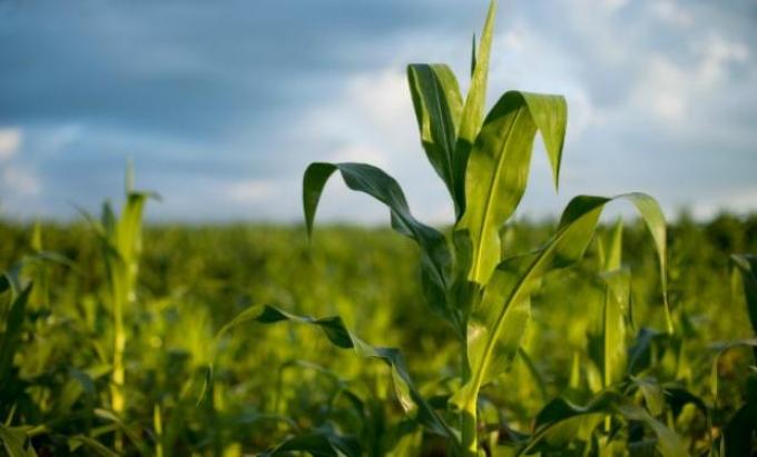 Clave: todo sobre los regímenes de información en el sector agropecuario