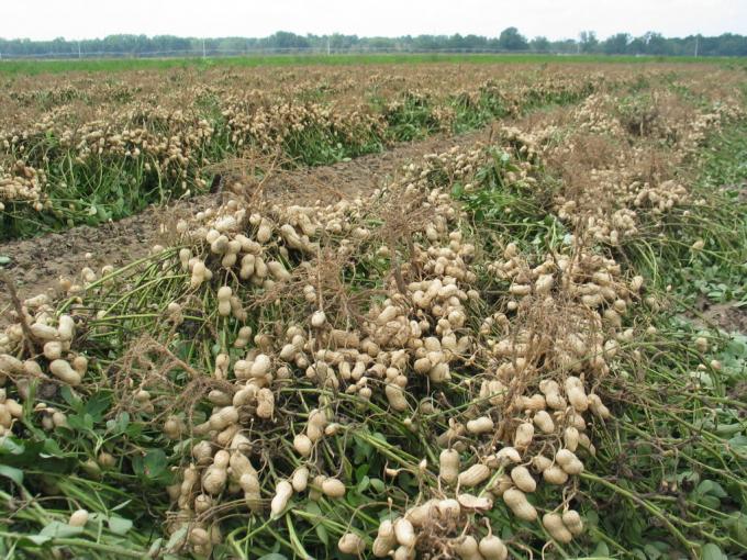 El maní argentino va camino a lograr una cosecha récord con un precio promedio 20% superior al vigente un año atrás