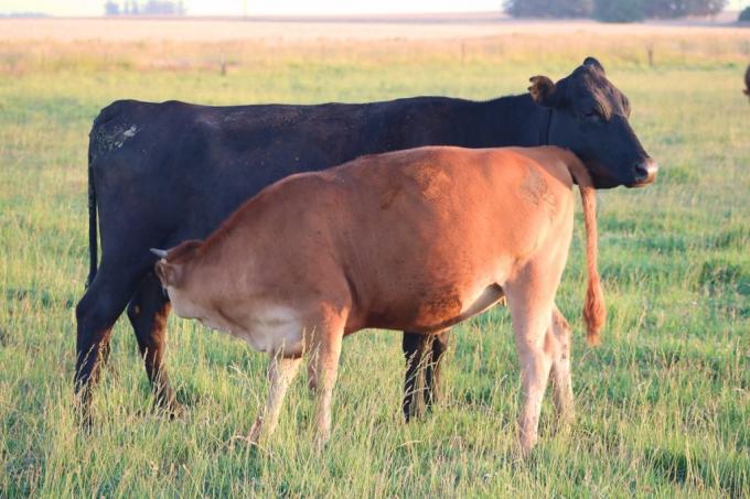 Creció 1,4% el stock bovino argentino: al ritmo actual se necesitarán al menos cuatro años más para recuperar lo perdido durante el genocidio ganadero kirchnerista