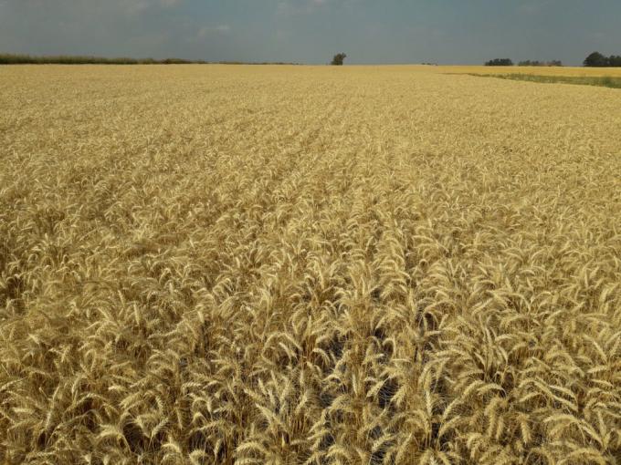 Por el clima y las reservas abundantes, se desplomó el valor del trigo en EE.UU.