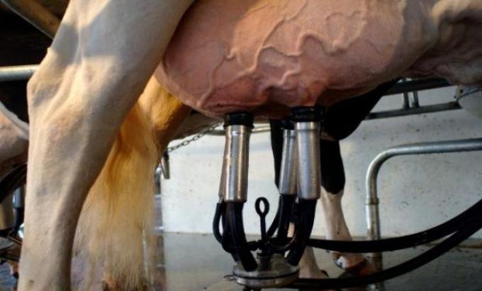 Por qué la leche, la carne y el pan cuestan lo que valen