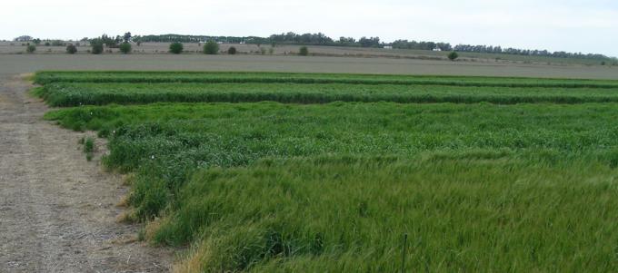 Pasturas: aseguran que la semilla determina el 30% de los resultados productivos
