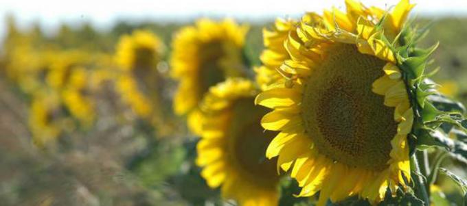 La suba en la rentabilidad del girasol impulsó la inversión en mejores  paquetes tecnológicos” - Sociedad Rural de Rosario