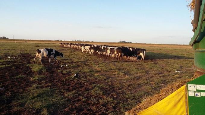 CRA solicitó al gobierno que el salvataje de SanCor también contemple a los tamberos: “Es un acto de extrema crueldad diferir el pago de la leche”