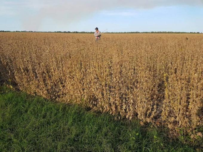 Productores del norte que hayan vendido soja en abril podrán cobrar una compensación de 268 $/tonelada: permite cubrir el 30% del flete desde Charata a Rosario