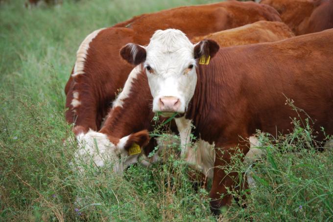 En el primer trimestre Argentina representó apenas un 8,8% de la exportación total de carne vacuna del Mercosur